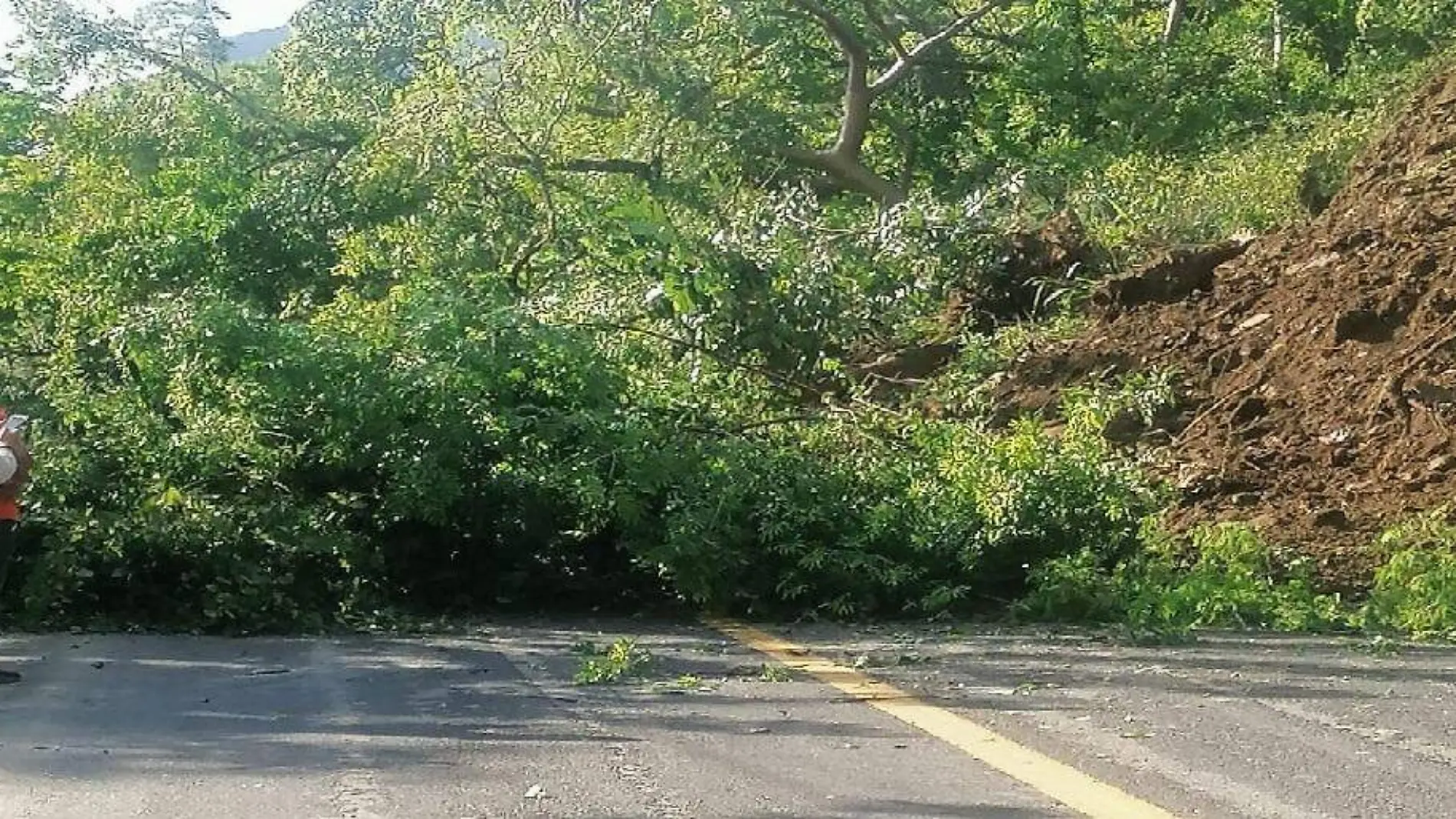 caida de árbol